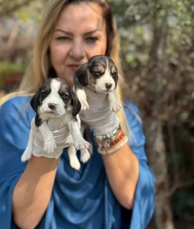 Efsane Beagle Yavrularımız