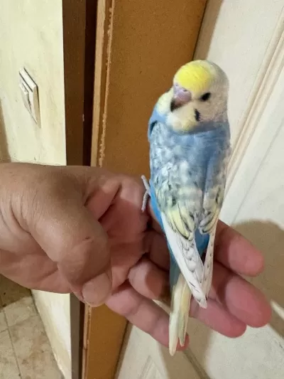 35 Günlük Renk Güzeli Çek Bebek Kuşumuz