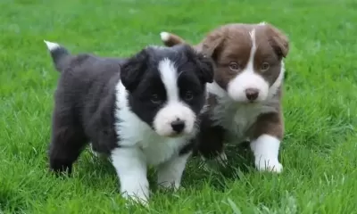 Mükemmel Karakter Border Collie Yavrular