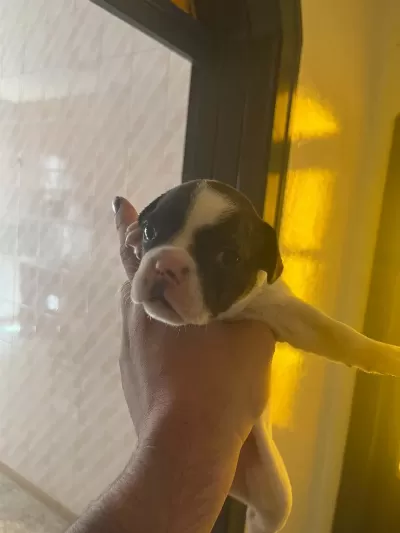 Köpeğimiz Hakkında Bilgi İçin Yazabilirsiniz