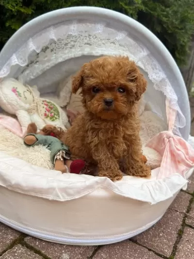 Toy Poodle Yavrularimiz Yeni Yuvalarini Bekliyor.