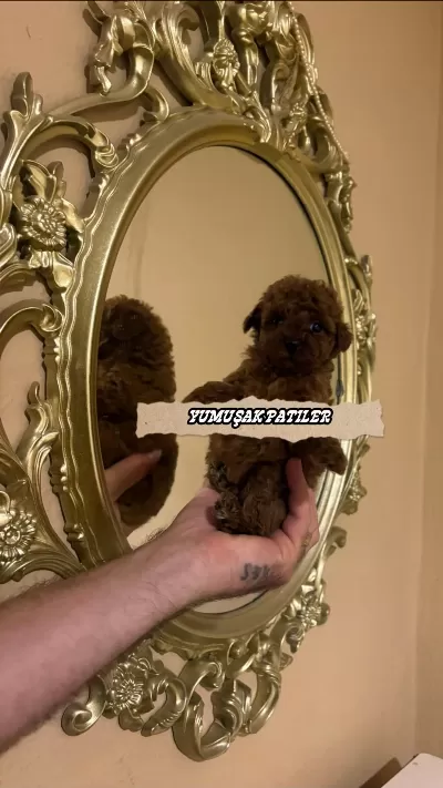 Red Brown Toy Poodle