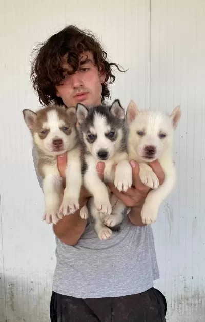 Her Renk Husky Yavrular Mevcut