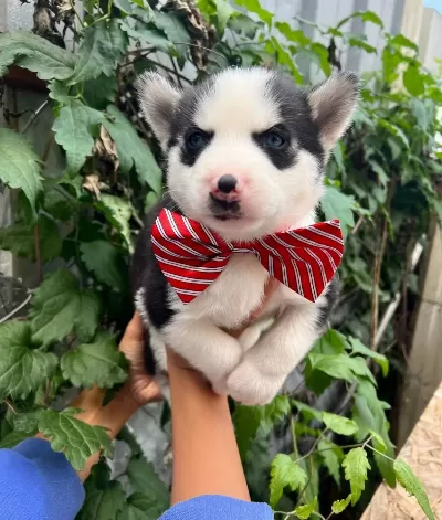 Safkan Irk Garantili Husky Yavrular