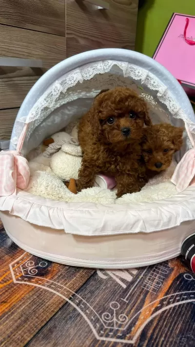 Ruhsatli Köpek Çiftliğinden Toy Poodle Yavrularimiz