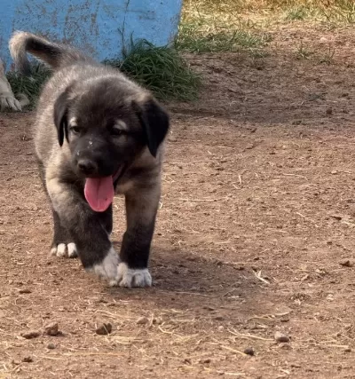 Kangal Köpeği Ve Yavruları
