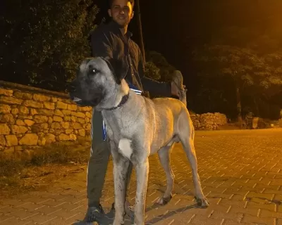 10 Aylik Erkek Dev Yavru Kangal