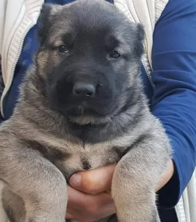 Kampanyalı Kangal Yavrusu