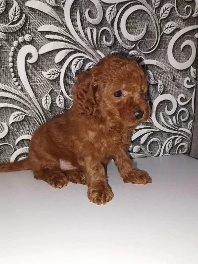 Toy Poodle Sevimli Yavrularimiz