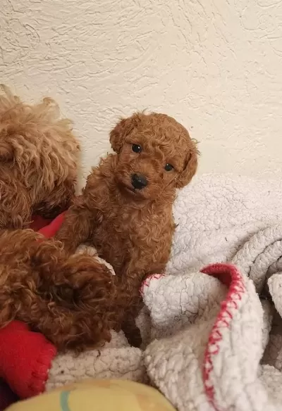 Ruhsatli Köpek Çiftliğinden Toy Poodle Yavrularimiz