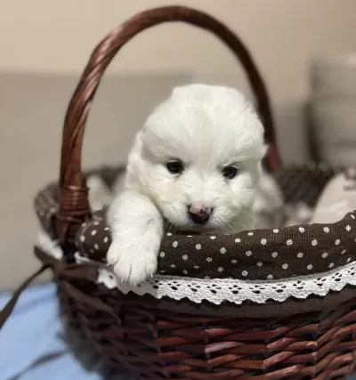 Karbeyazı Mükemmel Samoyed Bebeklerim