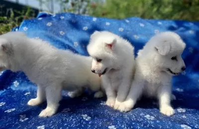 Samoyed Yavrularım Sağlık Ve Irk Garantilidir