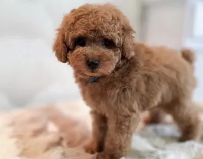 Toy Poodle Bakimli Köpeğim