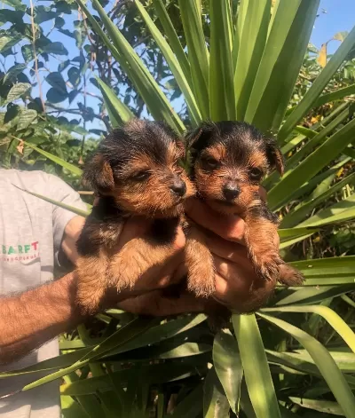 Sevimli Şirin Harika Yorkshire Terrier Yavrularımız