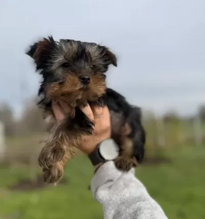 Tea Cupe Yorkshire Terrier Bebeklerimiz Sun Kennels