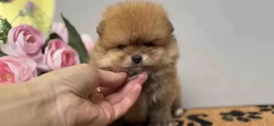 Pomeranian Boo Bakimli Köpeğimiz