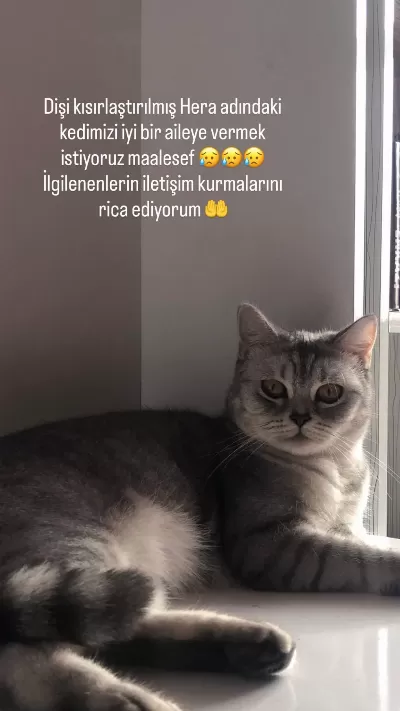 Evimizin British Bebeğini Mecburen Sahiplendirmek İstiyoruz