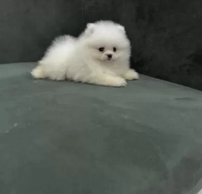 Pomeranian Boo Yavrusu