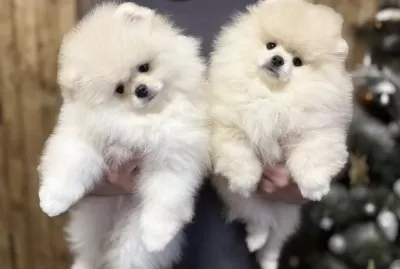 Pomeranian Boo Köpeği