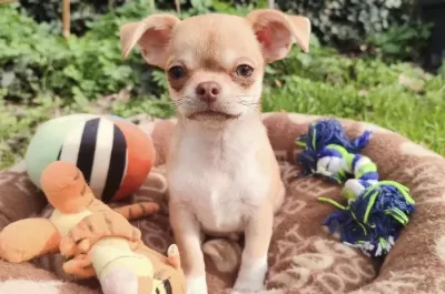 Şivava Safkan Köpeğimiz