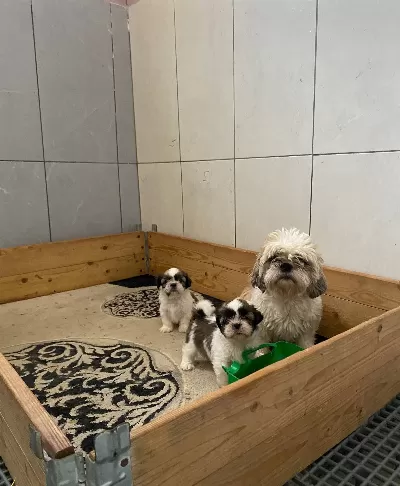 Shih Tzu Bebekler