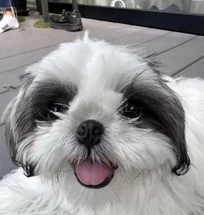 Safkan Burun Shihtzu Bebekler