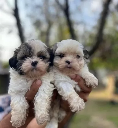 Mini Boy Shih Tzu Yavrularimiz