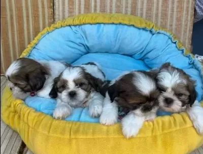 Teacup Shih Tzu Yavrular
