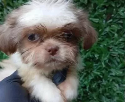 Son Bir Adet Di̇şi̇ Prenses Shih Tzu Yavrumuz