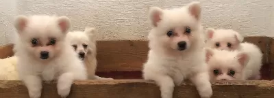 A Kalite Spitz Bebeklerimiz