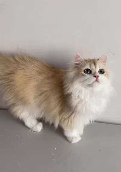 British Longhair 5 Aylık Erkek