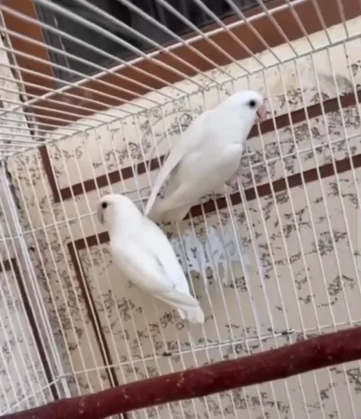 Cennet Papağanı Full Mutasyon
