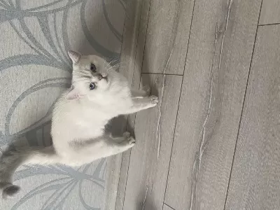 10 Aylık British Shorthair Tamamen Ücretsiz