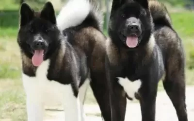Resmi̇ İşletmeden Aki̇ta Yavrulari
