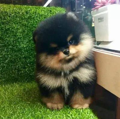 Black Tan Dişi Pomeranian Boo Farklılık Arayanlara