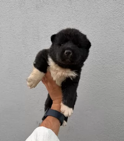 Amerikan Akita Güzellikler