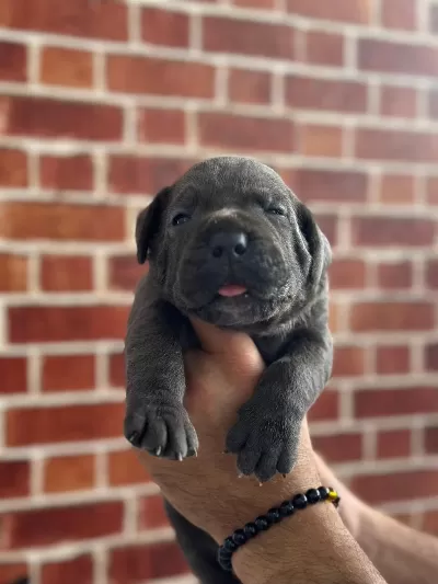 Dev Cane Corso Yavrular