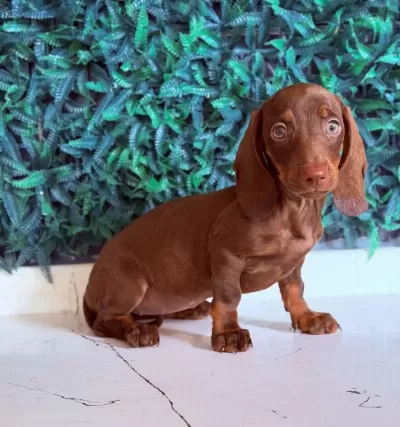 Dachshund En Popüler Irk
