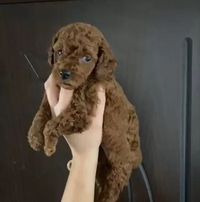 Toy Poodle Yavrularım Orijinal