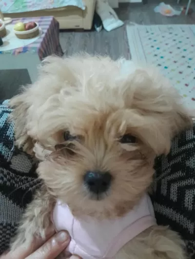 7 Aylık Yavrumuz İçin Bilgi Tel No Üzerinden Poodle