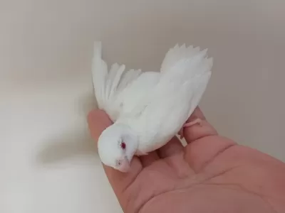 Sağlıklı Albino Erkek Forpus