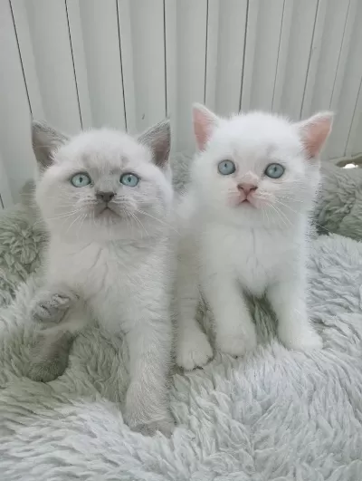 Mavi Gözlü Blue Point Yavru Kedilerimiz