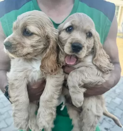 Cocker Spaniel Yavrular