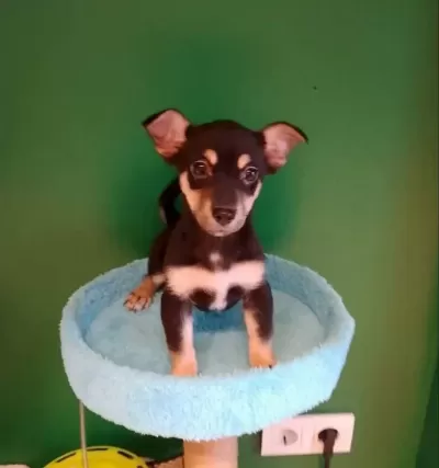 Avuç I Çine Sığan Miniatür Pinscher Sosyal Ortamların Yeni Yıldızı