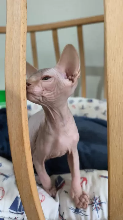 Sphynx Home Dan Alf Bebek Kedimiz
