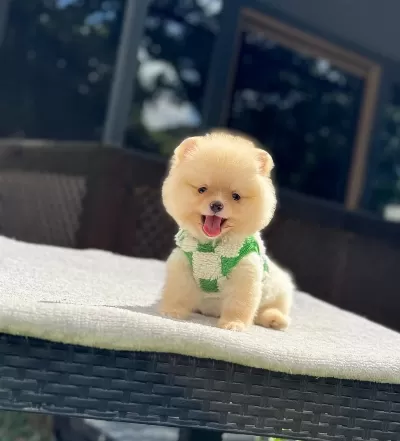 Orjinal Pomeranian No Yavrumuz Lülü