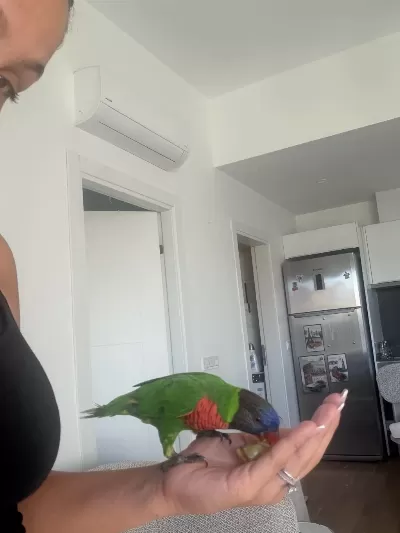 Yurtdışında Taşındığım İçin Acil Sahiplendirme Lori