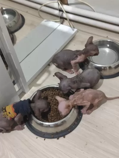 Sphynx Home Yavrularımız
