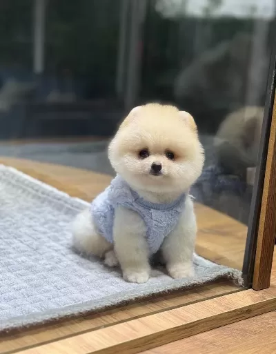 Orjinal Pomeranian Boo Yavrumuz Moi
