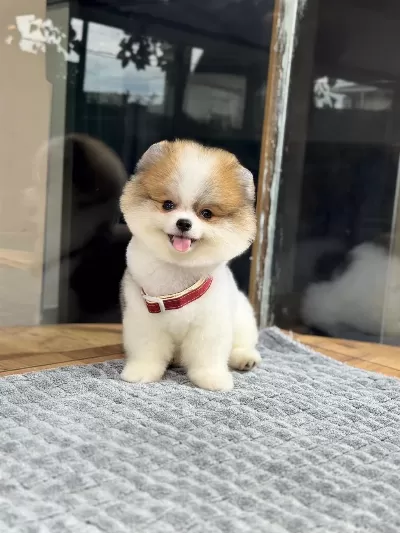 Orjinal Pomeranian Boo Yavrumuz